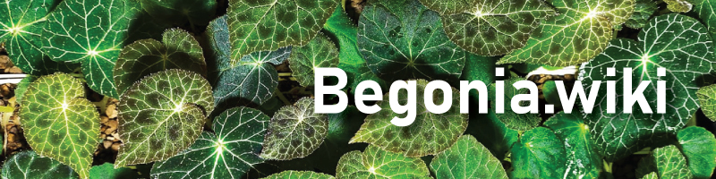 Begoniawikibanner.jpg