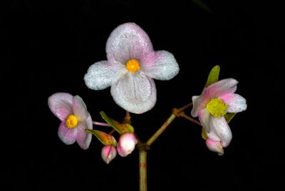 Begonia palmata Flowers Thailand Forest Herbarium BKF