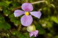 Begonia hymenophylla flower.jpg