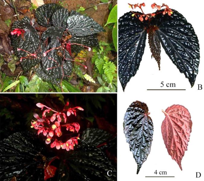 File:Begonia daunhitam1.jpg