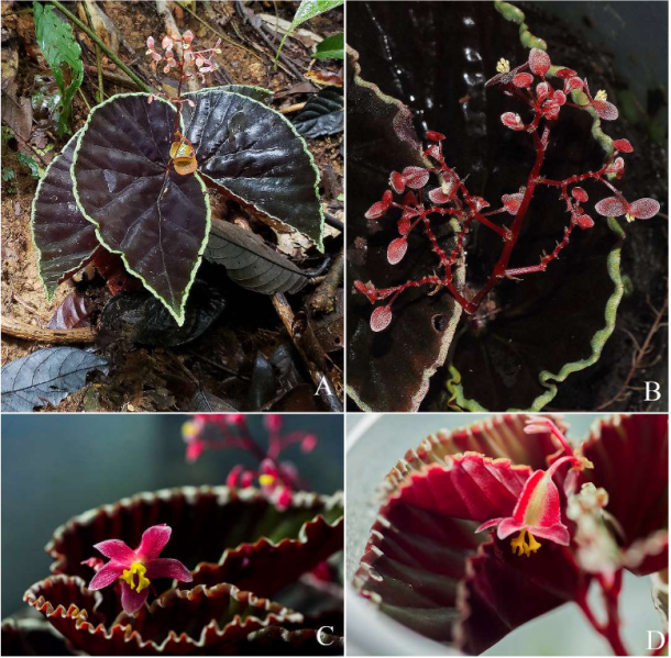 File:Begonia darthvaderiana1.png