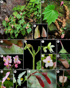 Begonia palmata from Taiwan