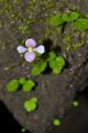 Begonia hymenophylla flower2.jpg