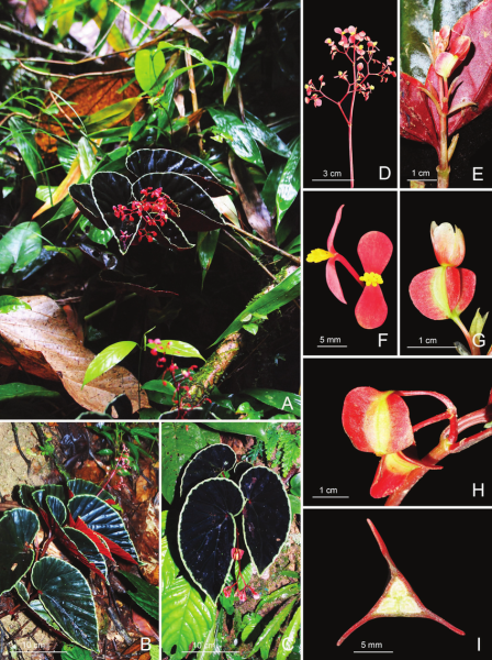 File:Begonia-darthvaderiana2.png
