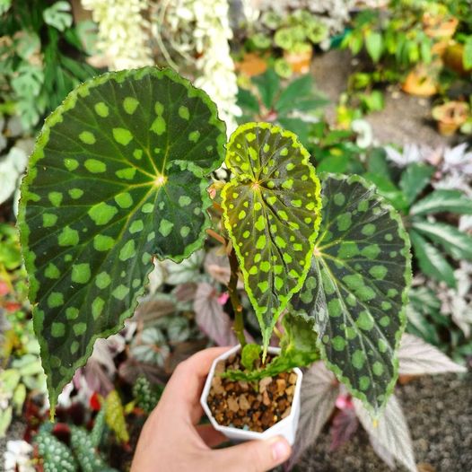 B. chlorosticta