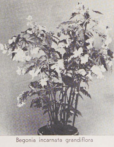 B. ‘Incarnata Grandiflora’