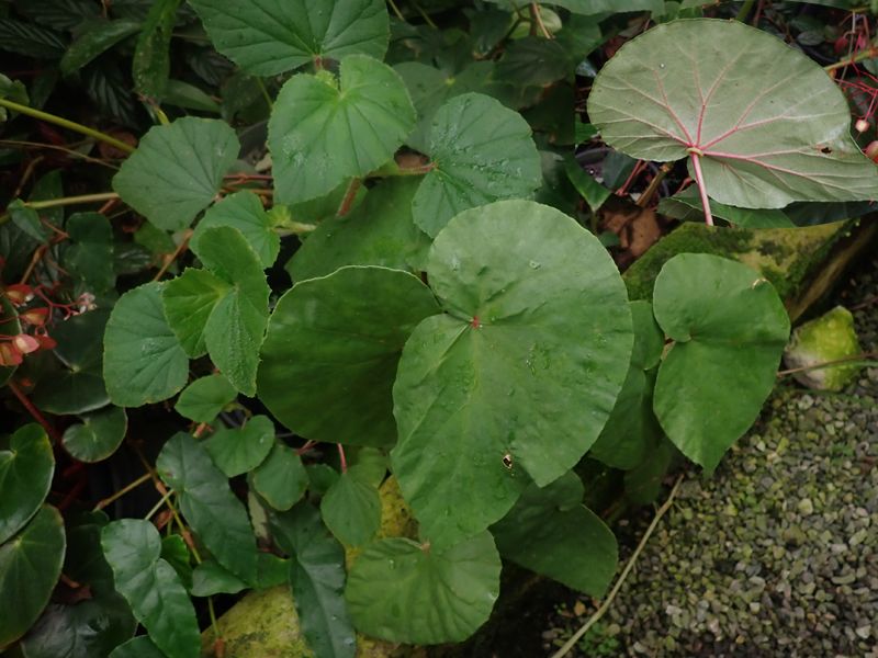 B. collaris