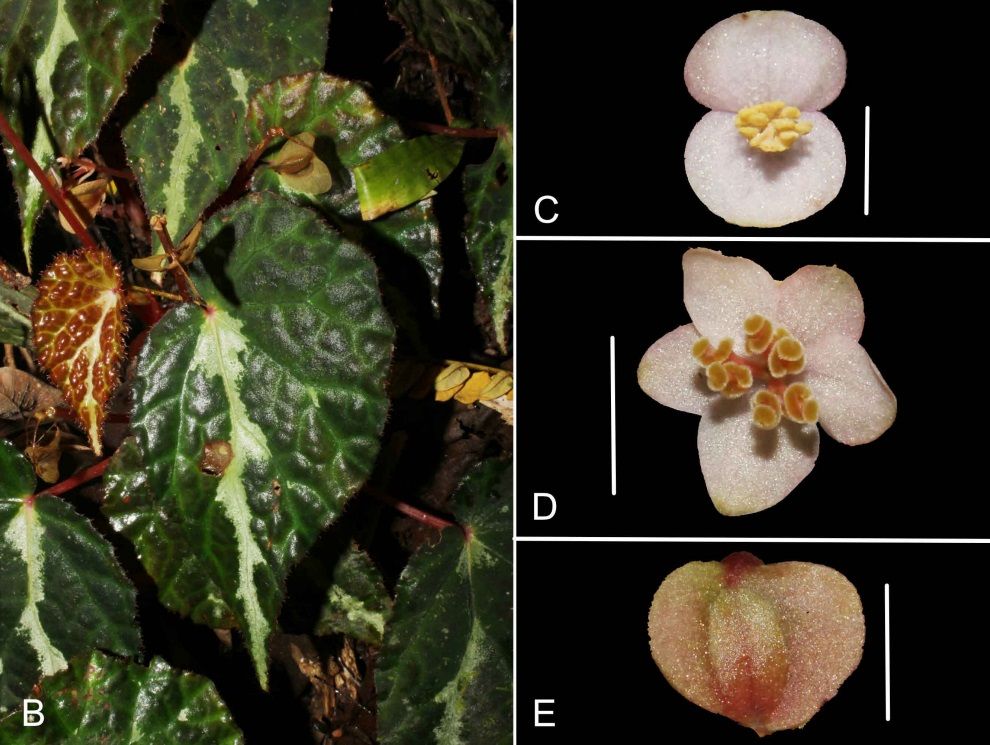 B. colorata