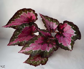 B. ‘Colorvision’