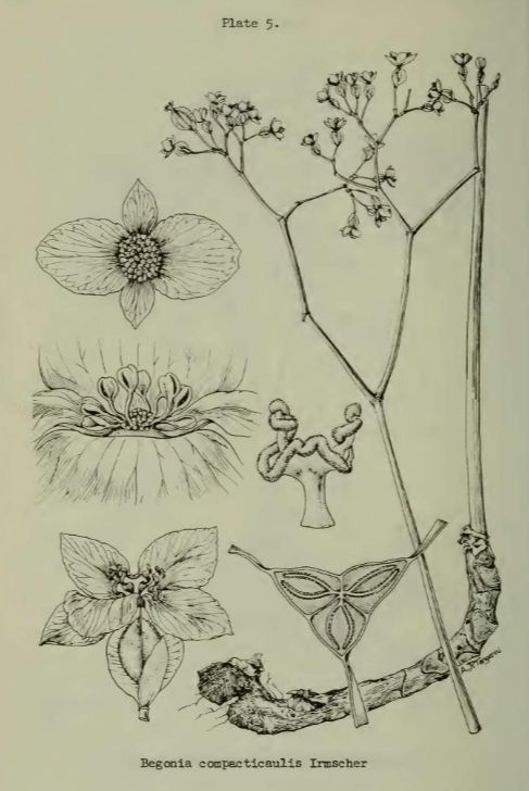 B. compacticaulis