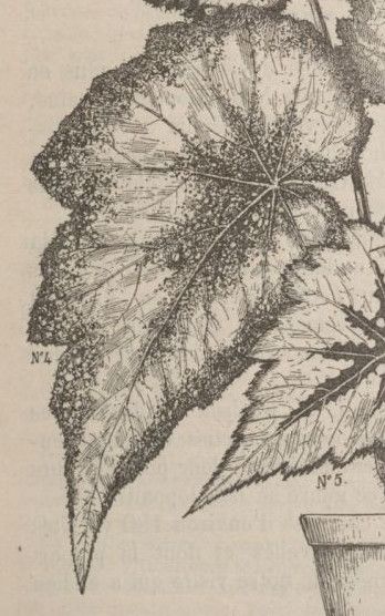 B. ‘Monsieur Henri Domeck’