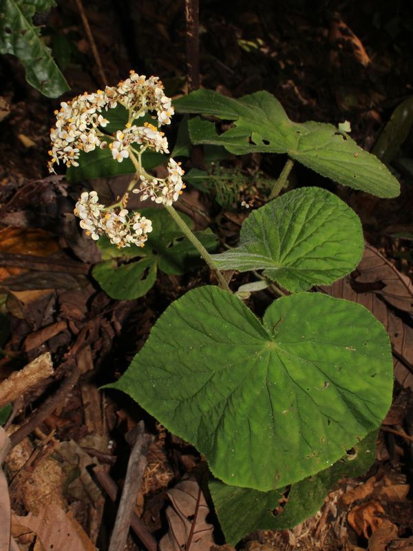 B. corredorana