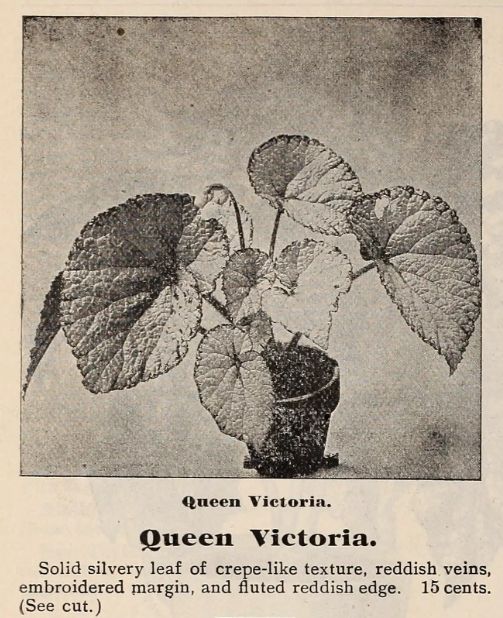B. ‘Queen Victoria’