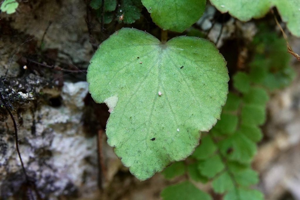 B. demissa