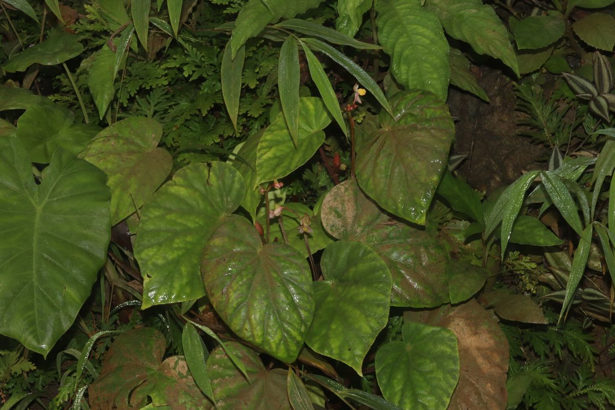 B. dryadis