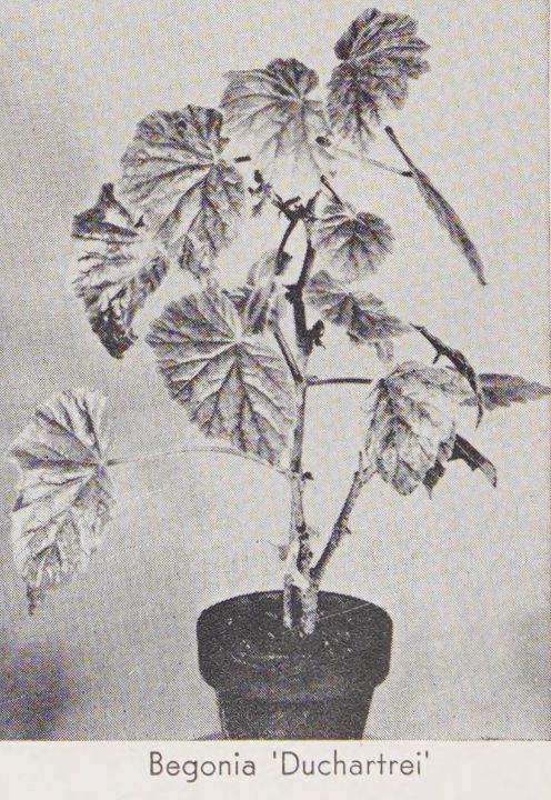 B. ‘Duchartrei’