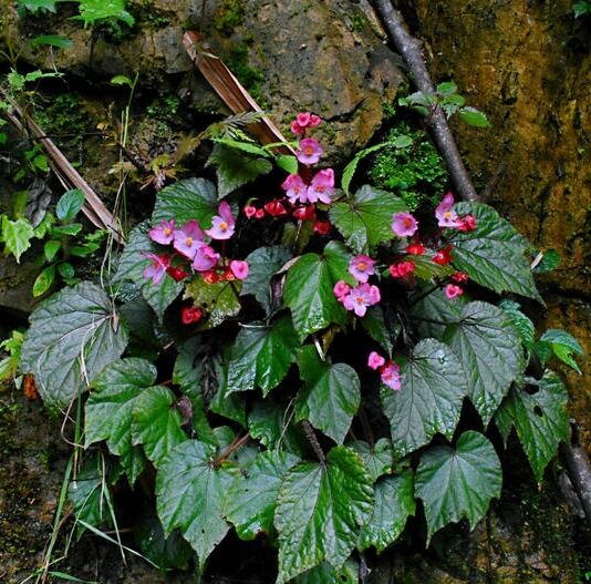 B. duclouxii