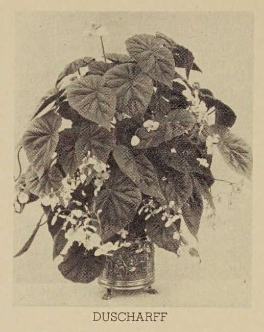 B. ‘Duscharff’