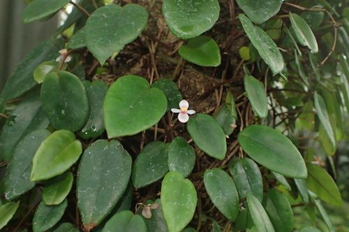 B. elaeagnifolia