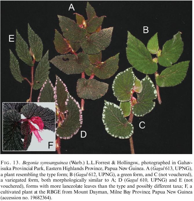 B. symsanguinea