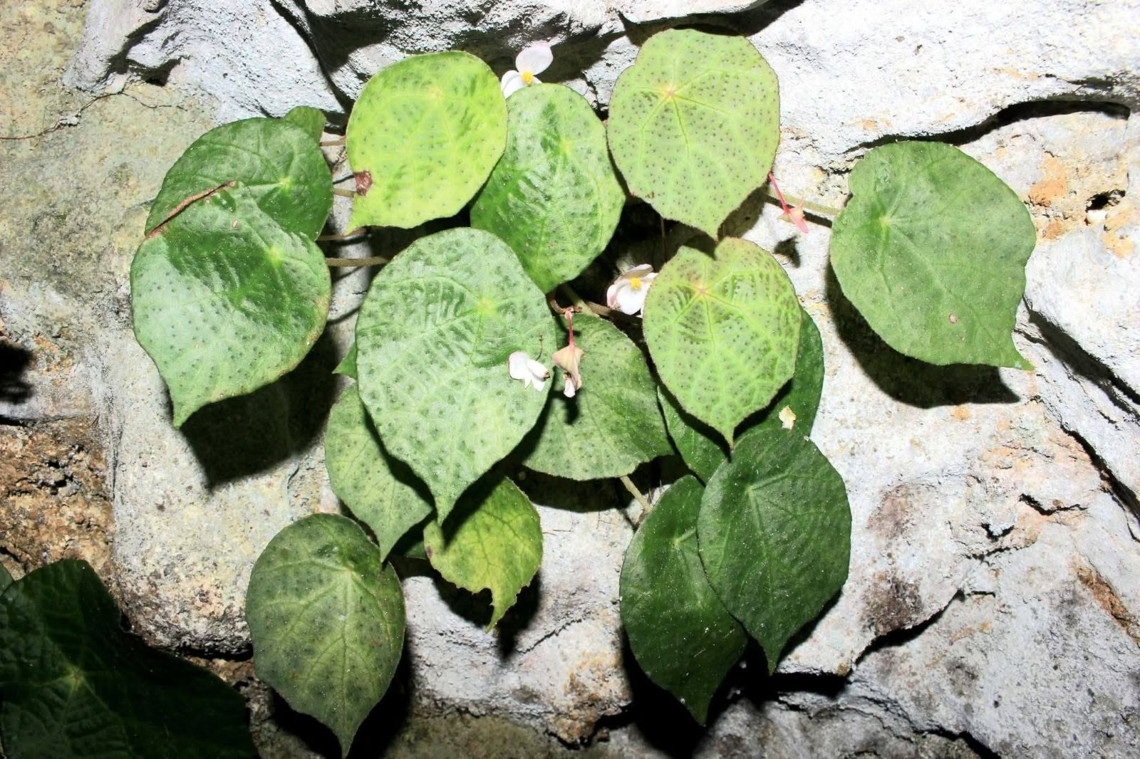 B. phuthoensis