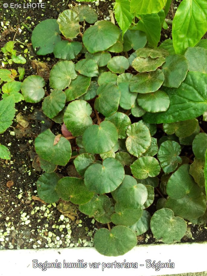 B. humilis var. porteriana