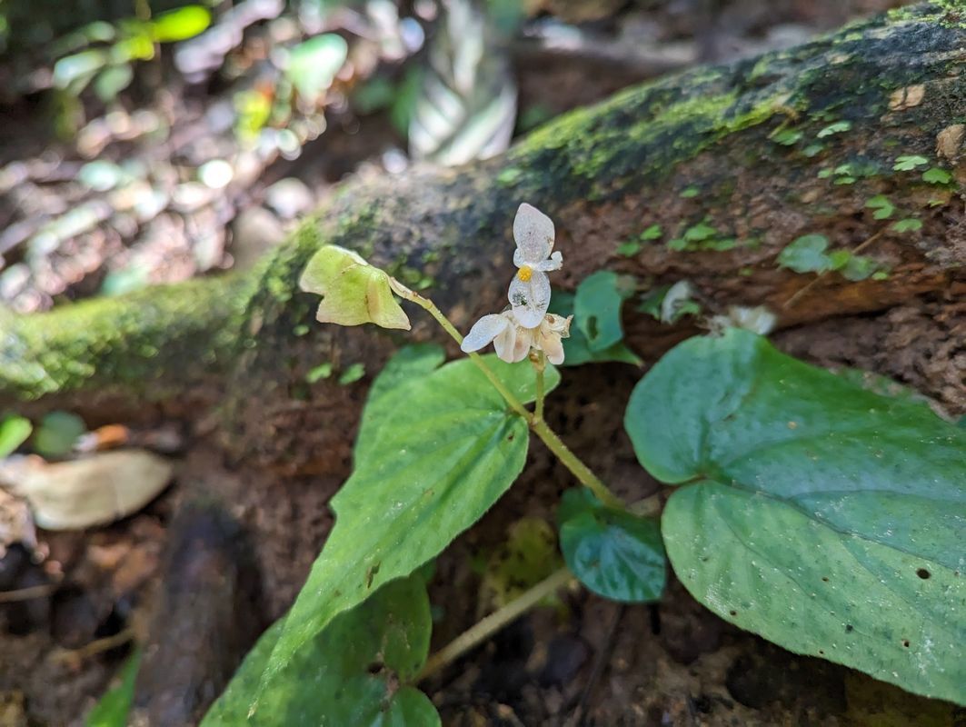B. elisabethae