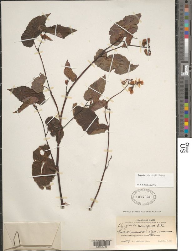 B. abbottii
