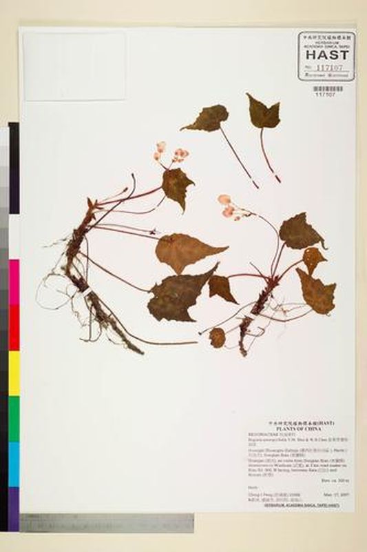 B. asteropyrifolia