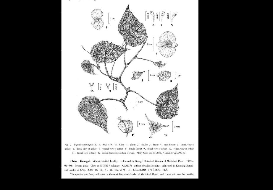 B. auritistipula