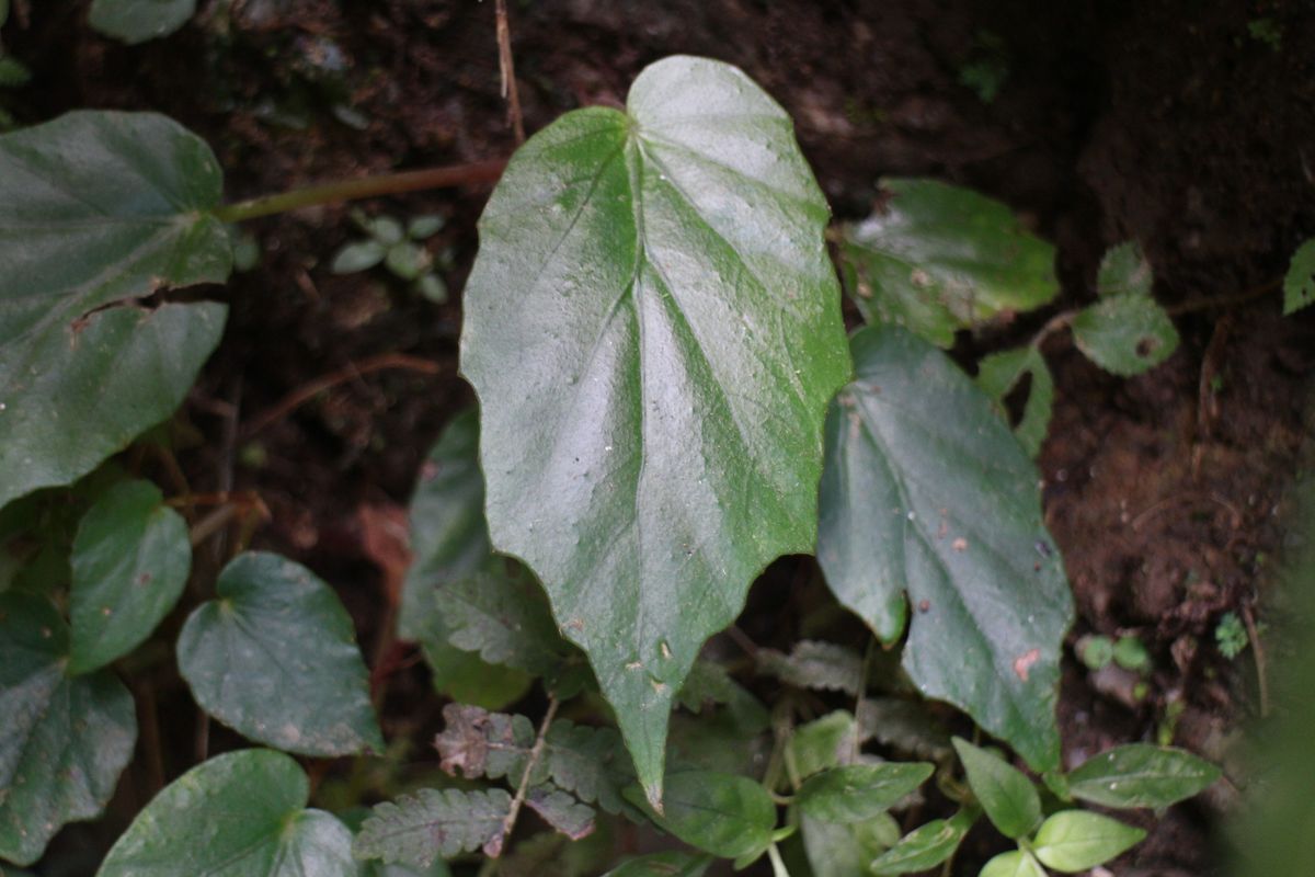 B. bouffordii