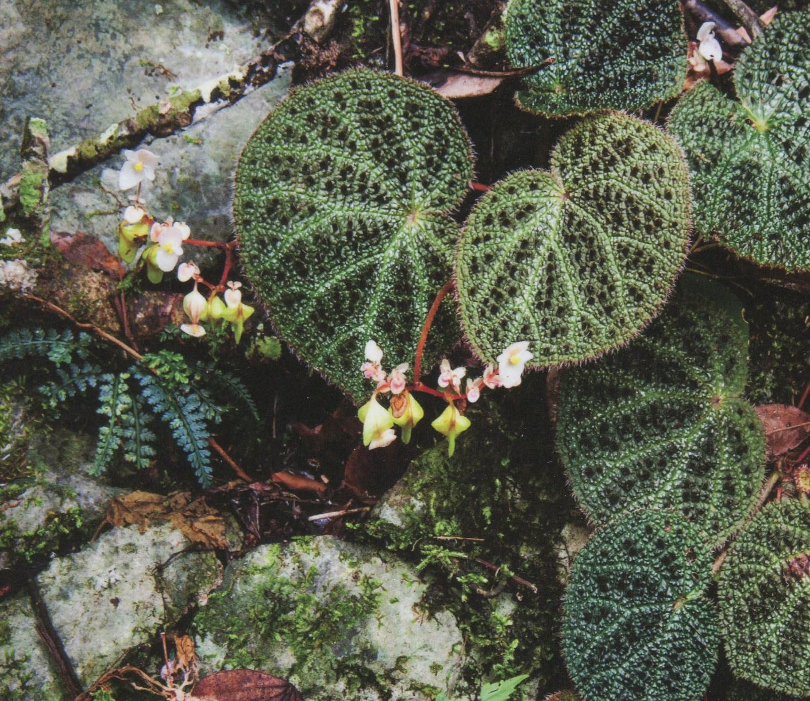 B. fimbribracteata