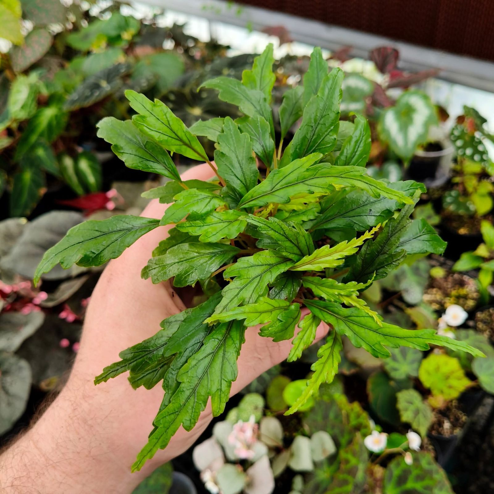 B. hongkongensis