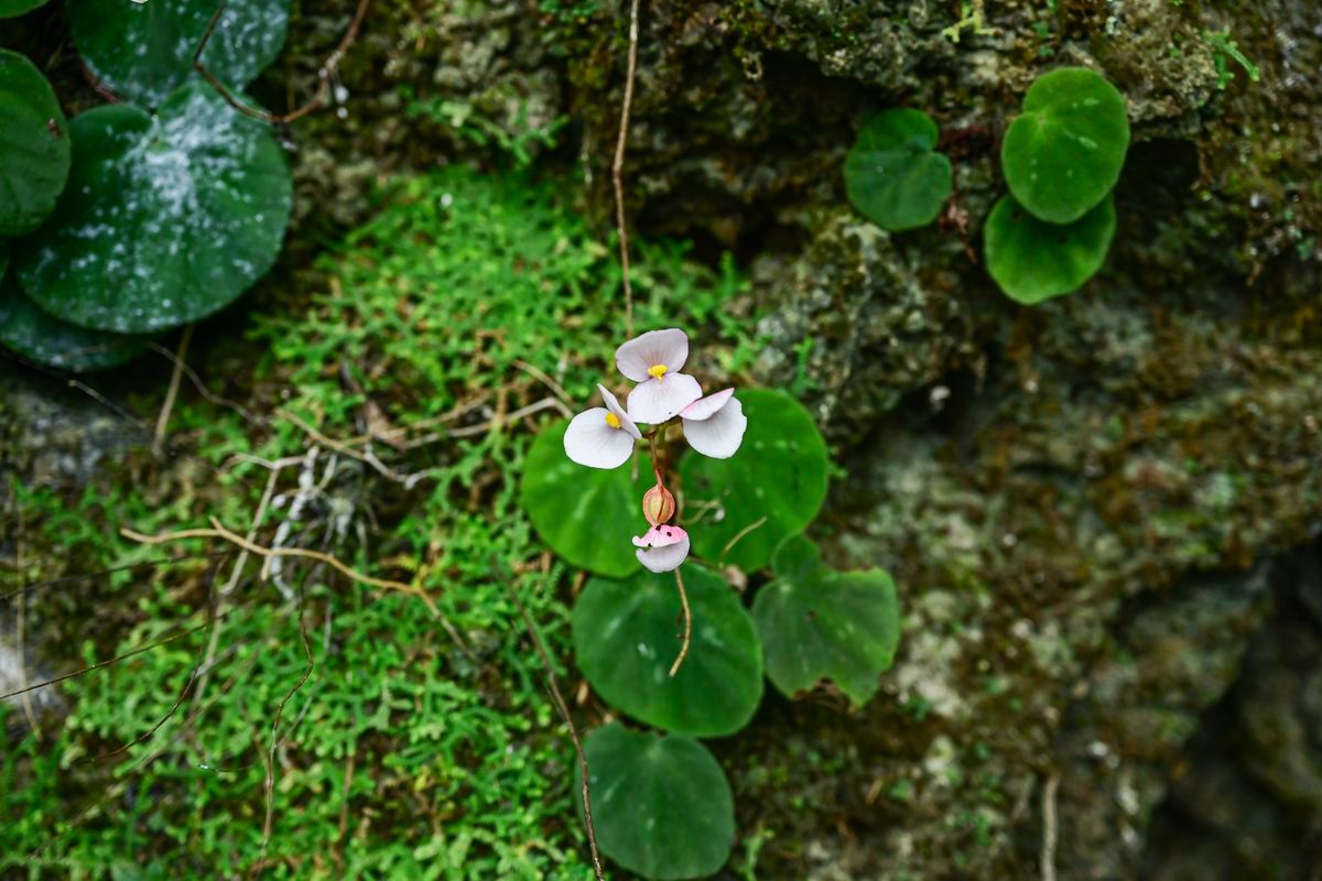 B. jingxiensis