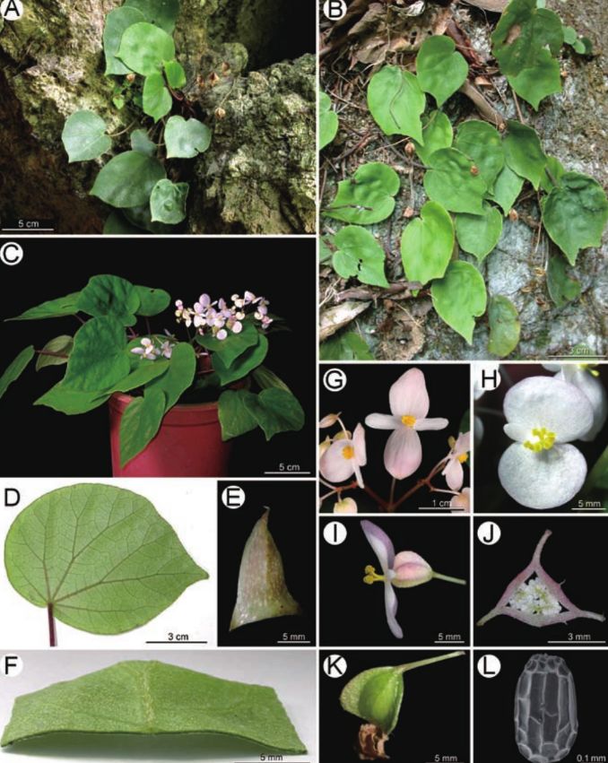 B. pseudoleprosa