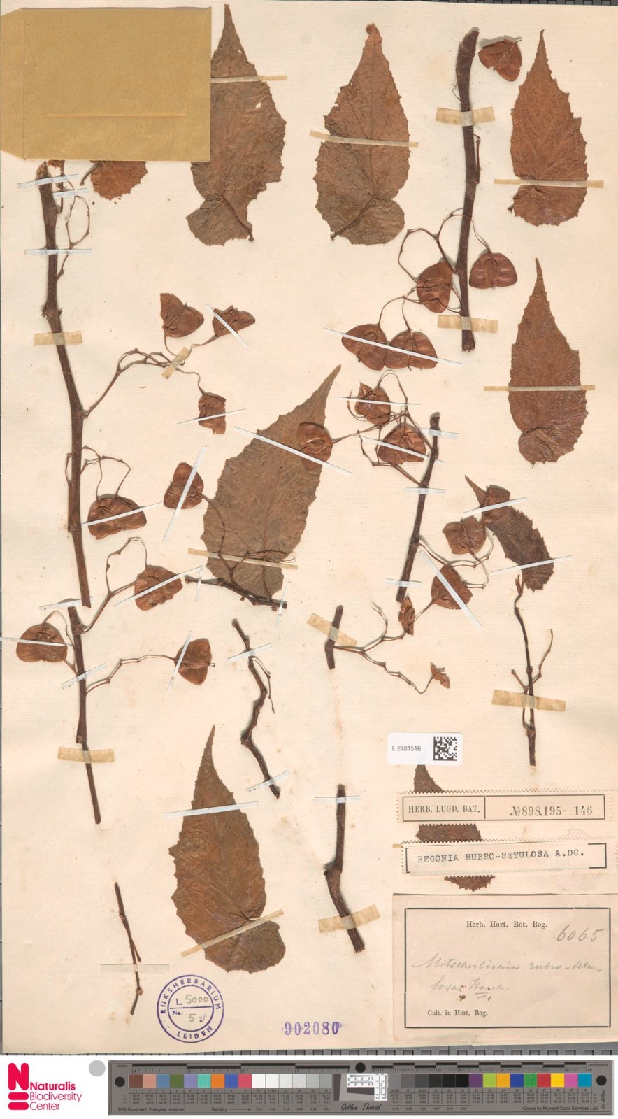 B. rubro-setulosa