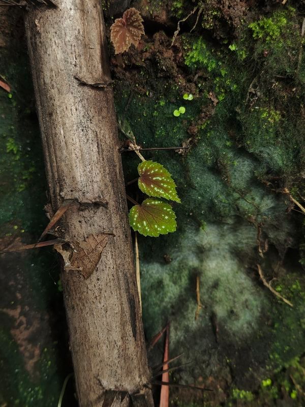 B. yunnanensis