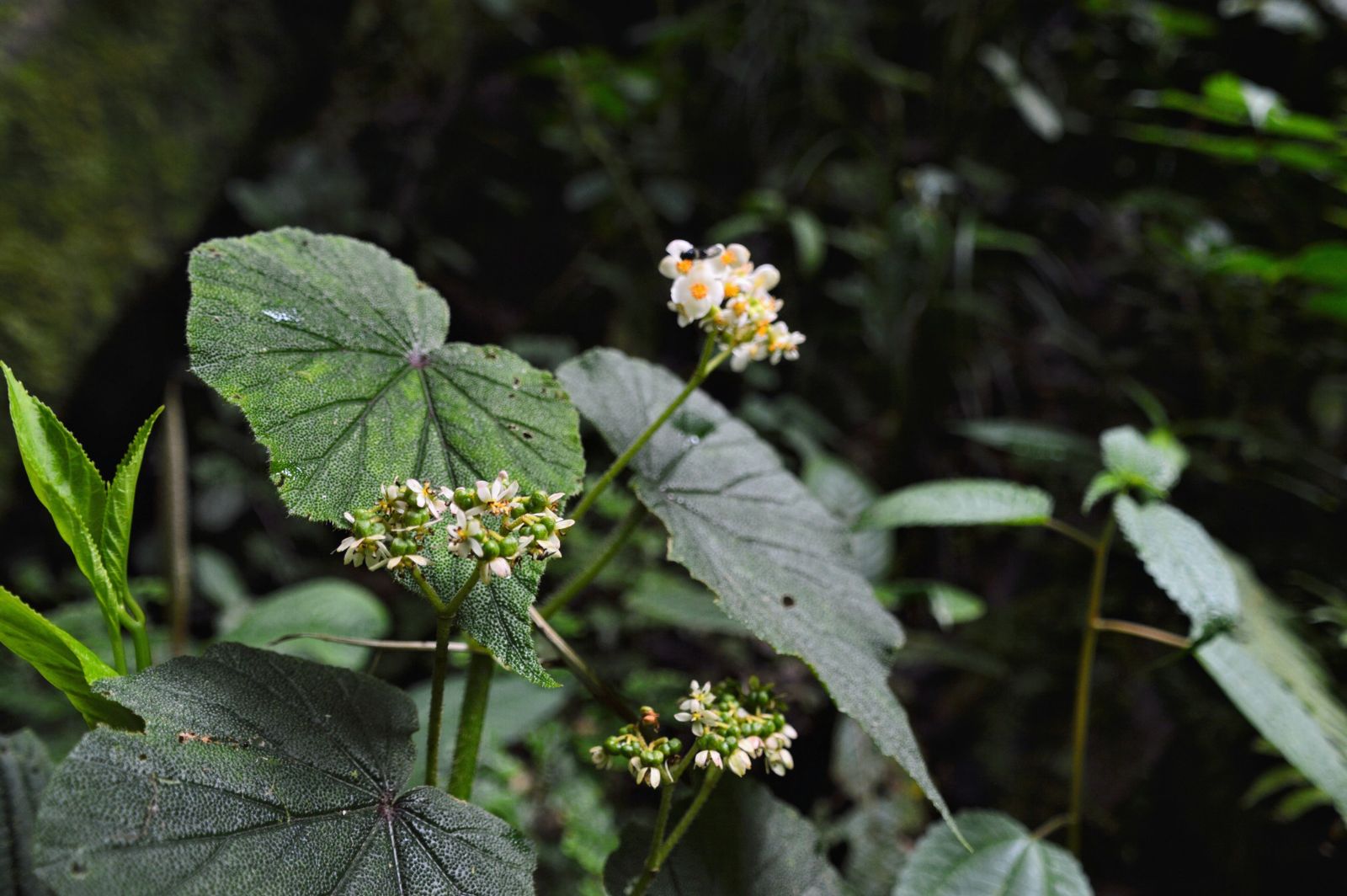 B. exalata