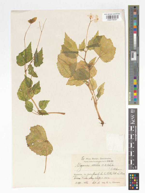B. exilis