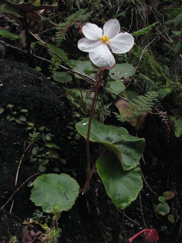 B. caparaoensis