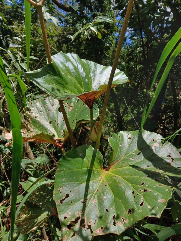 B. callosa