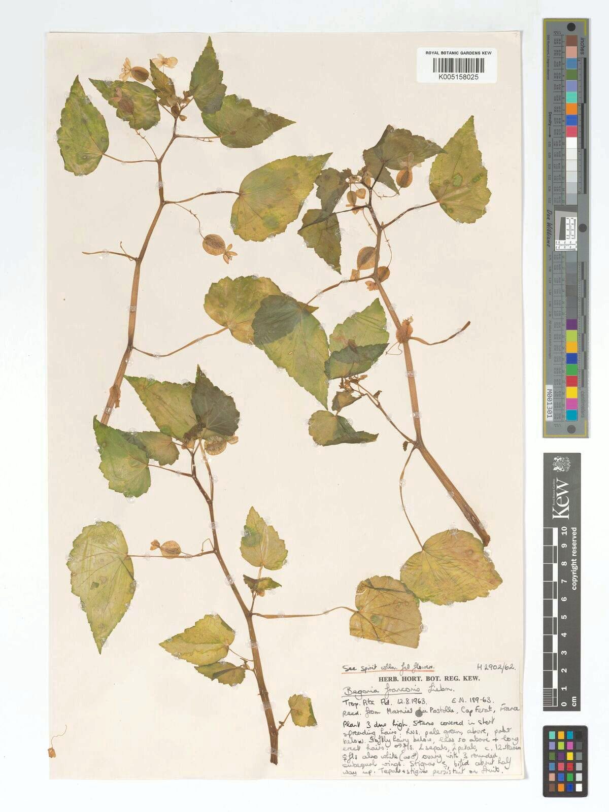 B. glutinosa
