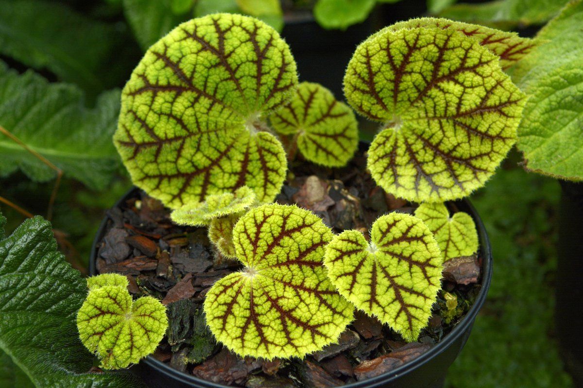 B. poilanei