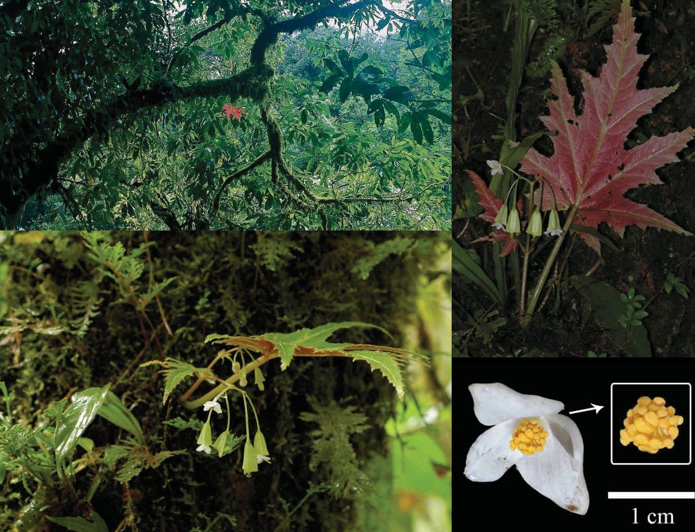 B. arboreta