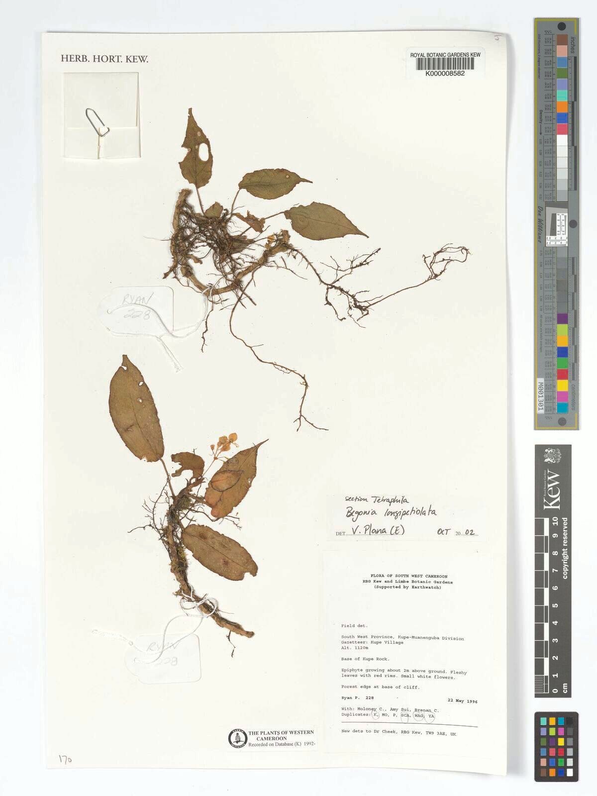 B. kribensis