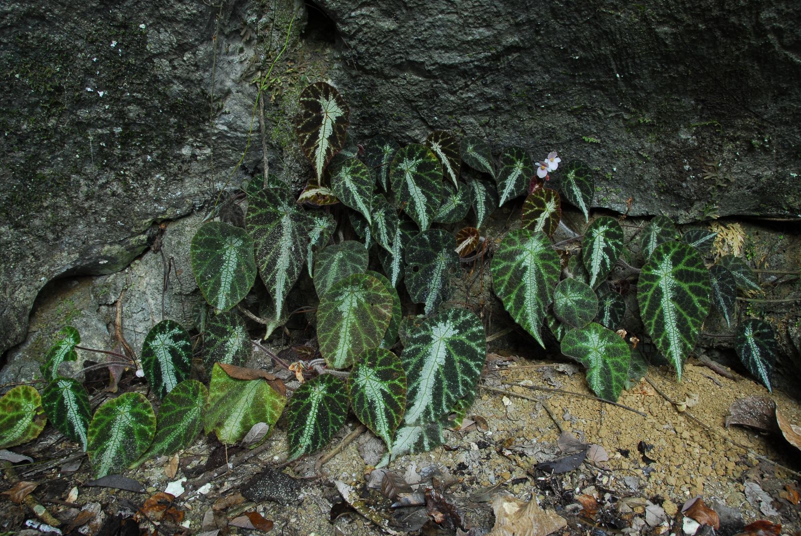 B. pengii