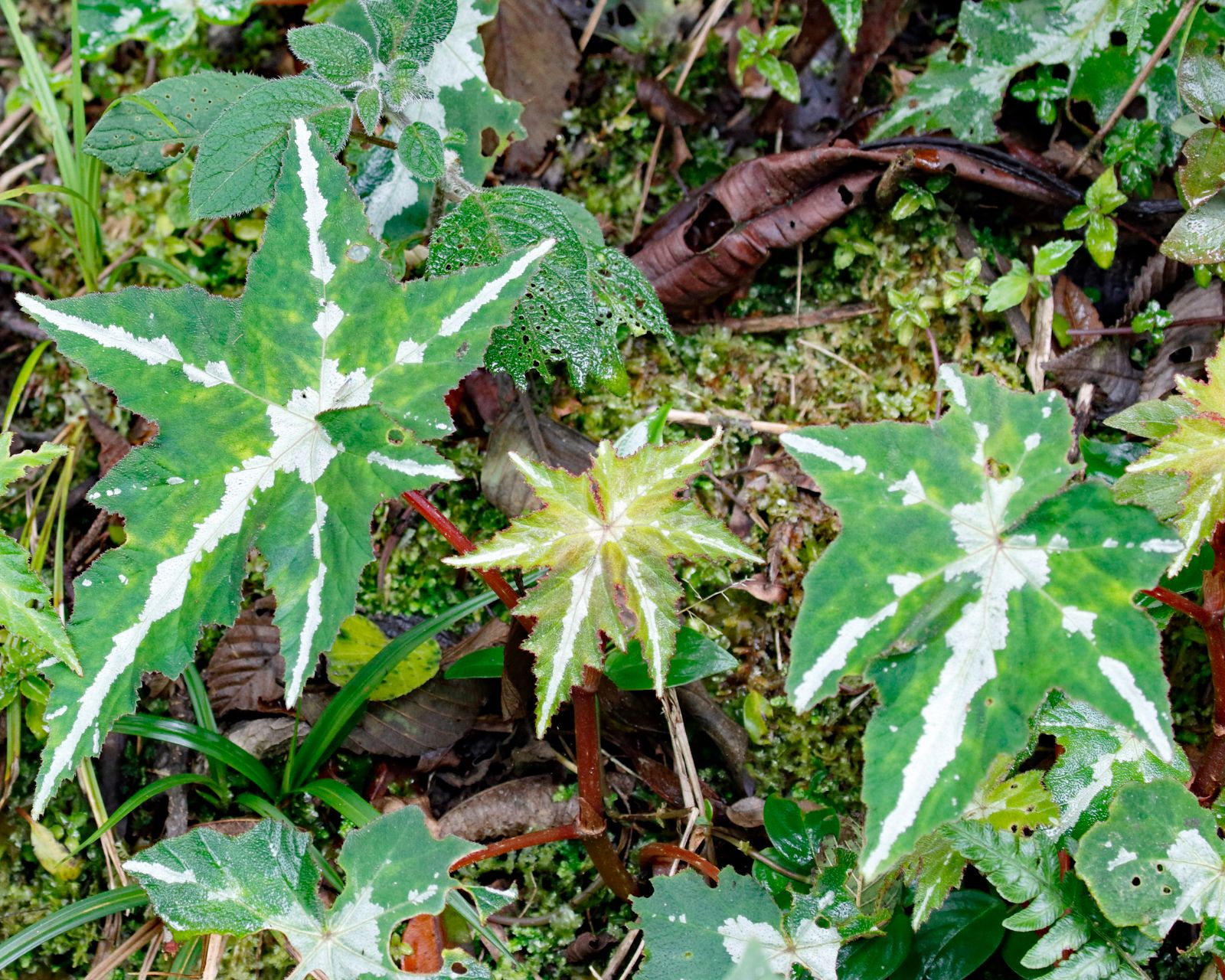 B. acerifolia
