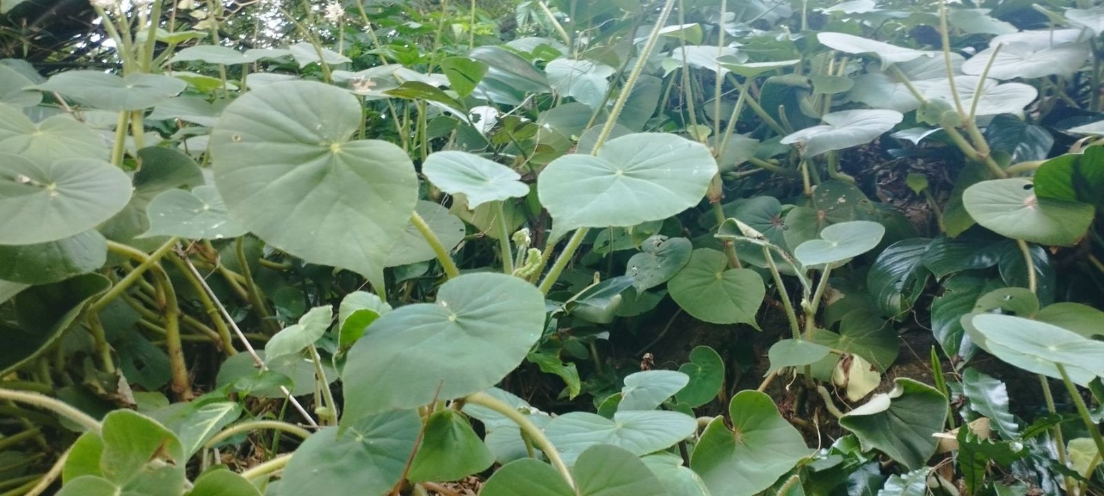B. fernando costae