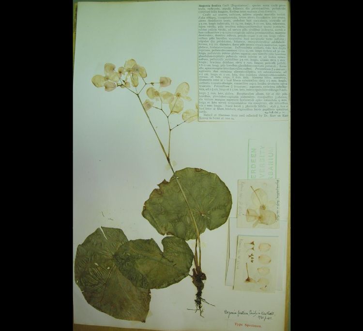 B. festiva