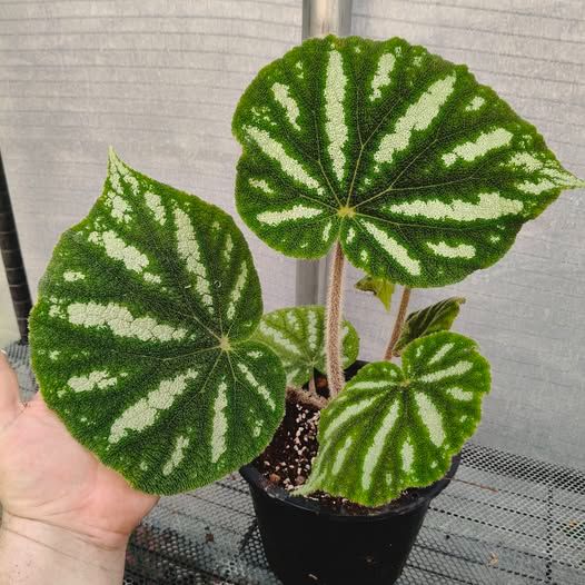 B. filiformis